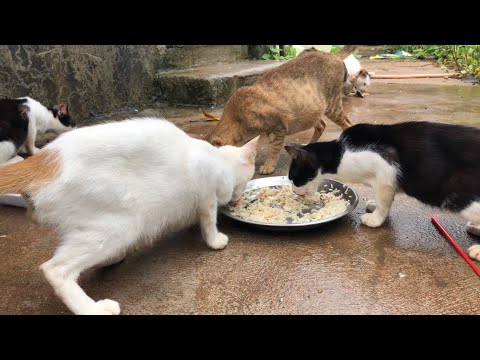 Cats eat during the day 🐈❤️