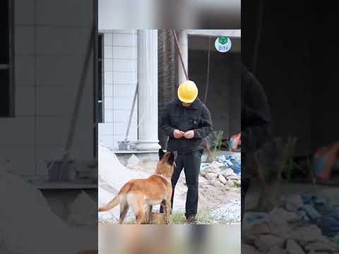 Chú chó thông minh mua cho cậu chủ nhỏ 1 đôi giày mới