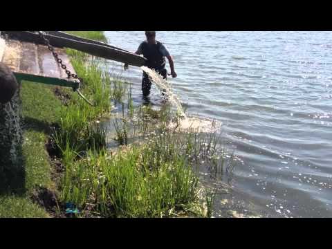 populare izvoru 16-06-2012