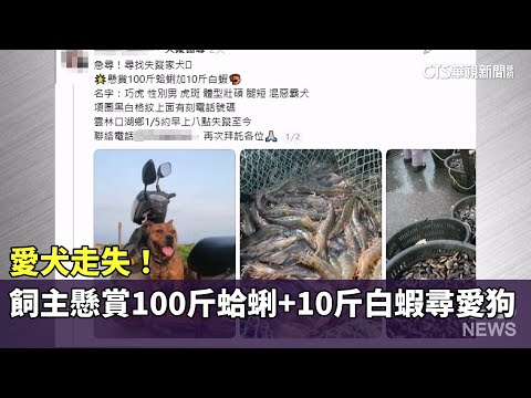 愛犬走失！　飼主懸賞100斤蛤蜊+10斤白蝦尋愛狗