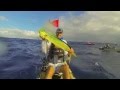 Kayak Fishing, Dolphin on a dead Ballyhoo, Dania ...
