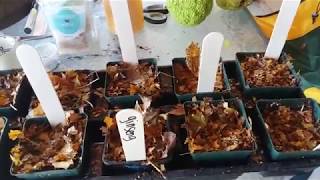 Planting Ginseng Seeds in Pots