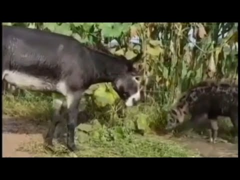 Hyena Got Beaten By Donkey