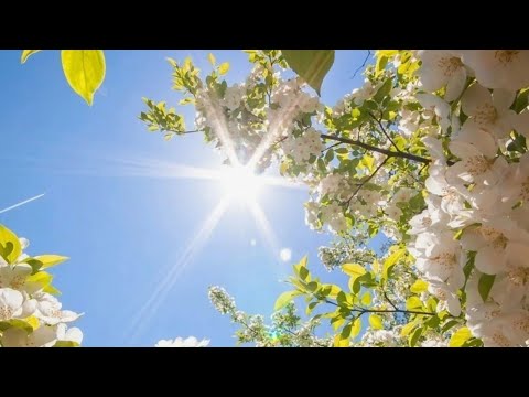 New Spring Dawn (psychill mix by Prometheya)