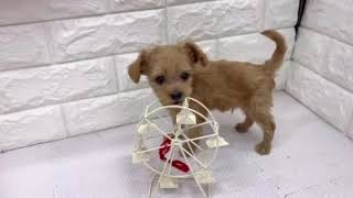 ハーフ犬の動画01