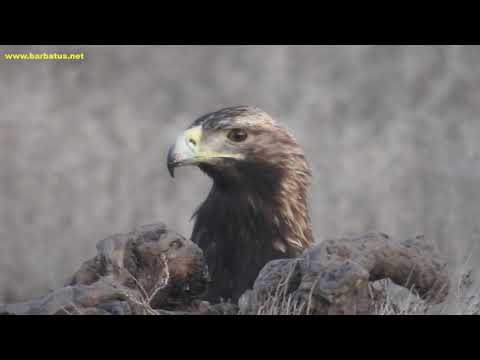 Aguila imperial ( Aquila adalberti ) Imperial Eagle