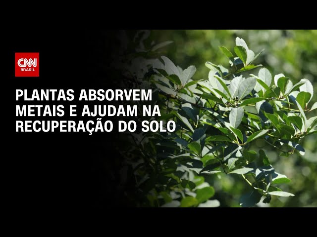CNN na COP30: Plantas absorvem e ajudam na recuperação do solo | LIVE CNN
