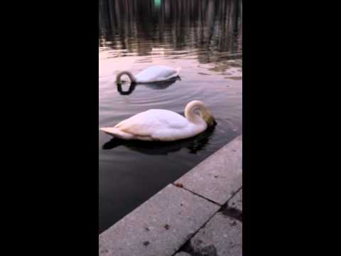 Лебеди на патриарших прудах 16 апреля 2016 г.(2)