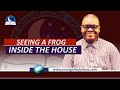 Dream About Seeing Frogs Inside Your House Spiritual Meaning Of A Frog