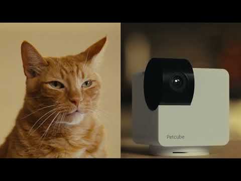 IP-камера Petcube Cam 360 (P36010US)