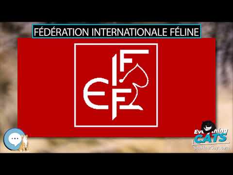 Fédération Internationale Féline 🐱🦁🐯 EVERYTHING CATS 🐯🦁🐱
