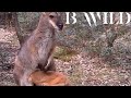 Australian Wildlife Kangaroo Wallaby Wallaroo Lyrebird Dingo Wombat Quoll Australia