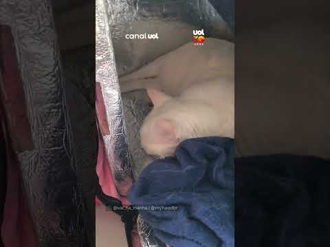 Embalado pra viagem? Gatinho transforma bag de delivery em casinha e não quer perturbação