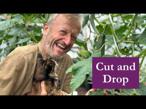 Cucumber plant care polytunnel, 3 month cropping