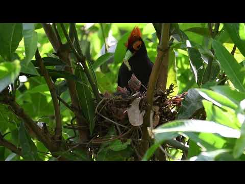 Rough-crested malkoha
