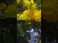 Silu Siluvena Poongatru Whatsapp Status Viralvideo Rain Rainsounds Flowers