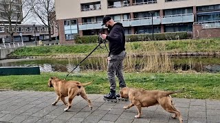 Inline skating with 2 xl american bullies is asking for problems !!!!