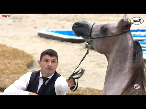N 145 AJ REDAN   Dubai International Arabian Horse Championship 2021   Colts 2 Years Old Class 10