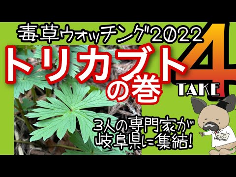 トリカブト、トリカブト亜種ナペラ