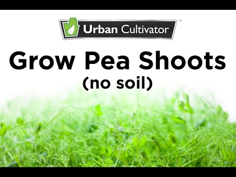 How to grow Pea Shoots without Soil