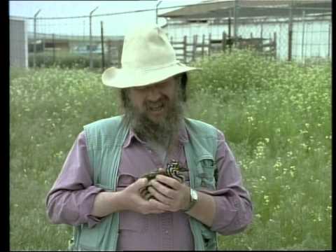 Paleoworld - Dinos In The Air