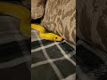 Reticulated Python Slithering About