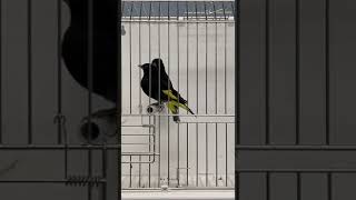 Download lagu Black Siskin 🔥🔥🔥 #birds mp3