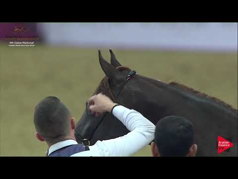 N.187 TBASHEER AL SHAQAB - 2019 Qatar Nat. Peninsula show - Fillies 2 Years Old (Class 2B) .mp4