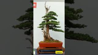 Download lagu inspirasi bonsai tegak lurus mp3