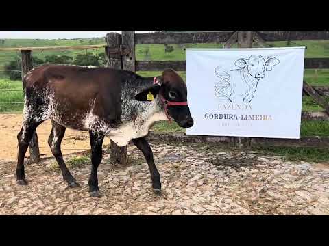 GIROLANDO - FAZ. GORDURA RV AFRODITE - 4405-CS