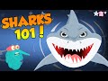 Sharks 101 Shark Facts The Dr Binocs Show Peekaboo Kidz