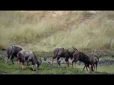 Djuma: Nyala bulls and young males - 13:00 - 04/04/19