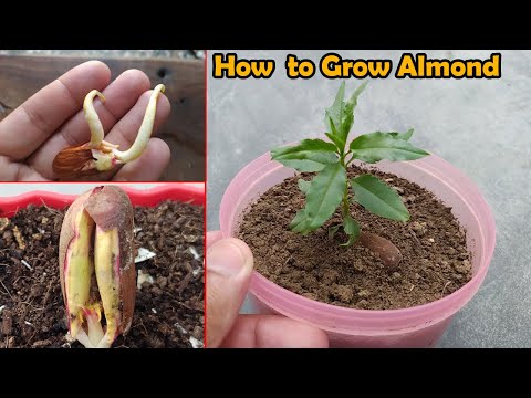 How to grow Almond tree at Home - The EASIEST Way to Grow Almonds Tree