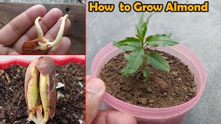 How to grow Almond tree at Home - The EASIEST Way to Grow Almonds Tree