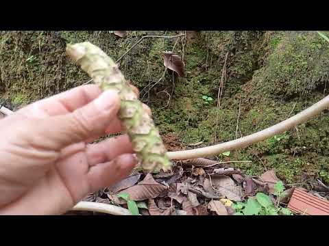 Neste domingo 6 de setembro de 2026em Catende Pernambuco