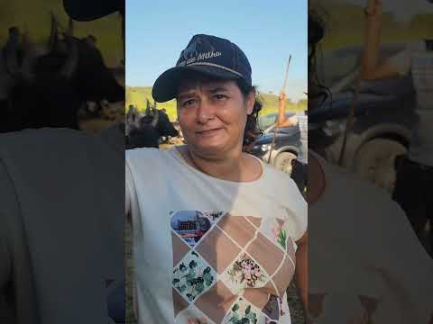 Com imagens de Nestor Lopes, imagens da 5ª FESTA CARRO DO BOI DE JAPONA. APERIBÉ RJ. 26 abril 2O26.