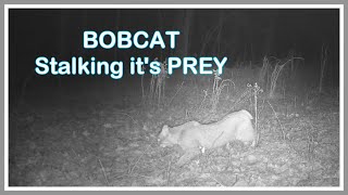 A STRANGE new ANIMAL Caught on Trail Camera - Trail Cam Tuesday - April 1, 2025