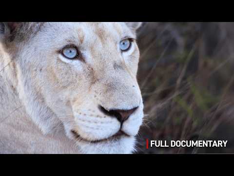Albino Lion Cub