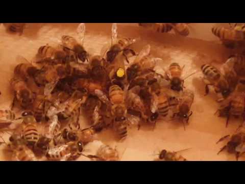 Queen bees fighting :(