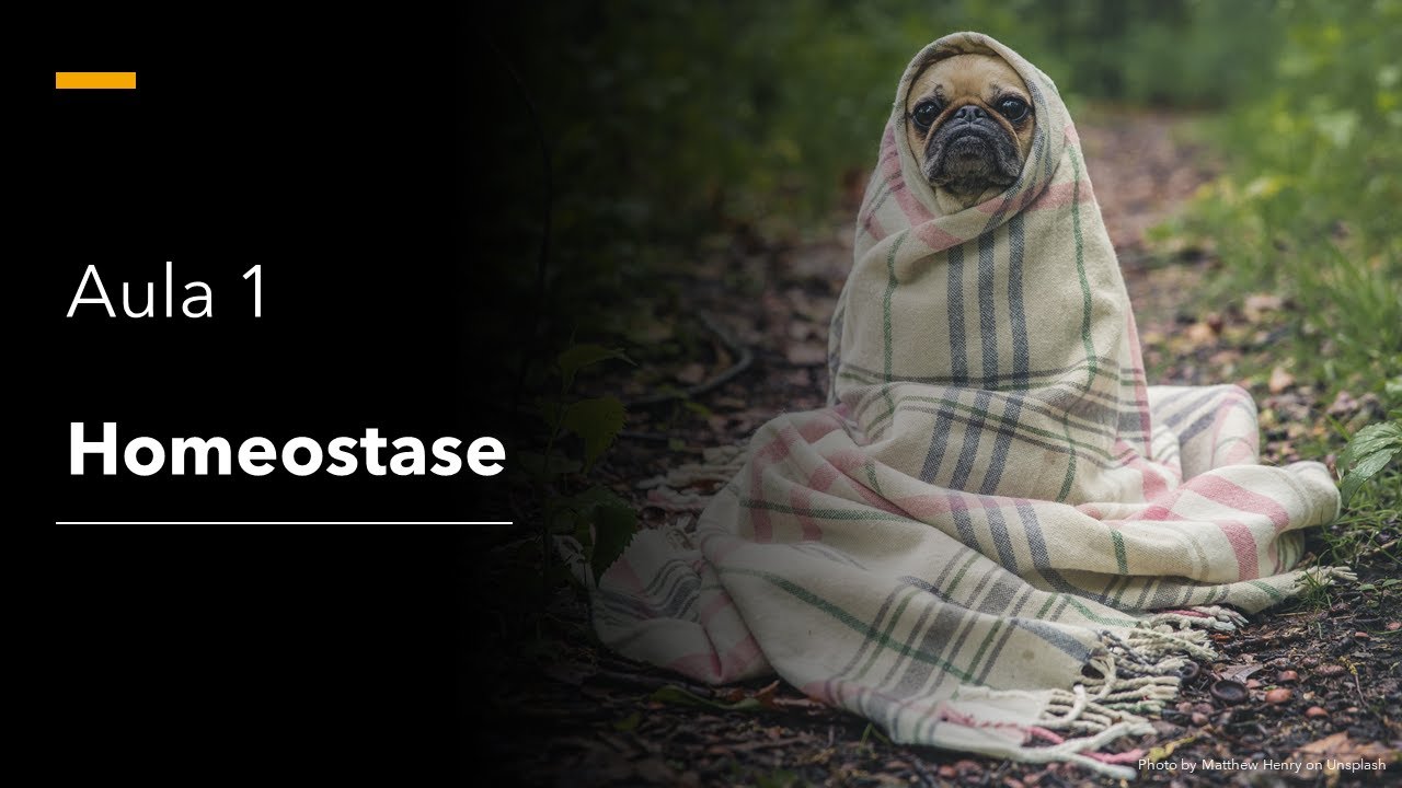 Videoaula 1 Homeostase