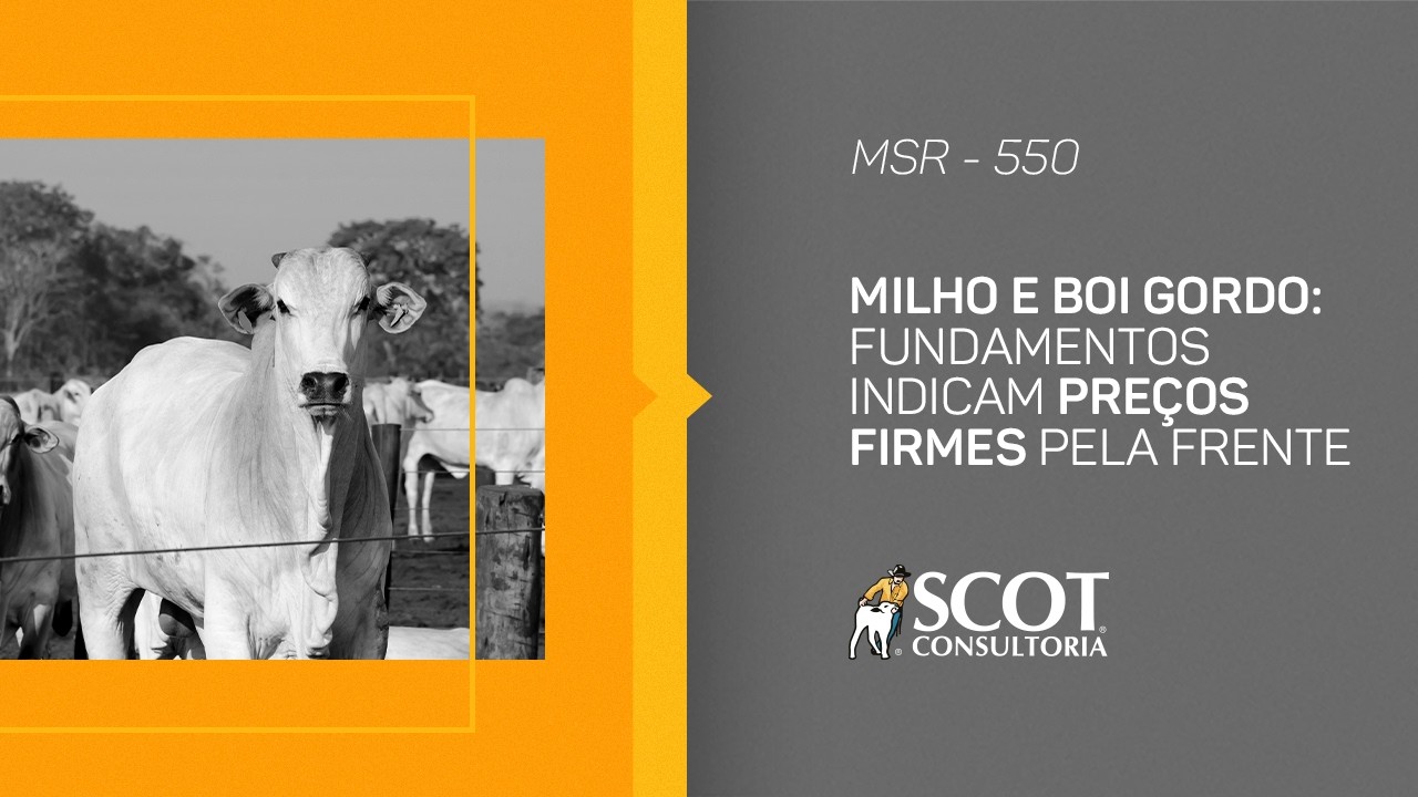 Mercado Sem Rodeios - Episódio 550 - Milho e boi gordo: preços firmes pela frente?