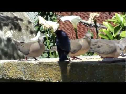 Diana y su Blackbird (Pájaro Negro)