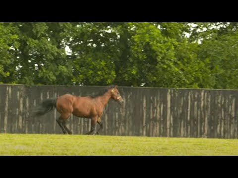 Meet Dubawi, Cracksman and Too Darn Hot at Dalham Hall Stud | This Racing Life