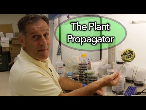 Bulk transfer of orchid seedlings