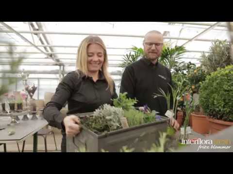 Ta hand om din buxbom