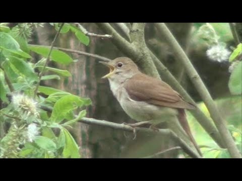 Common Nightingale song