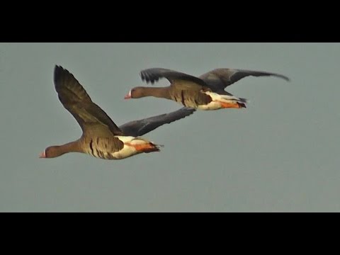 Wildgänse   im Herbst 2014 auf dem Naturschutzgebiet Salmorth am Niederrhein Teil 2