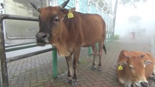 Big Buddha Cows Waiting for Bus in Hong Kong