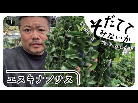 アンティラス 植物