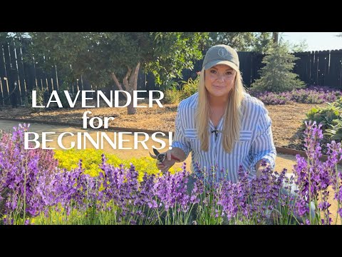 Plant Profile: Lavender :: How to Prune, Plant & Grow Beautiful Lavender!